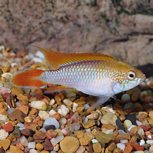 AGASSIZII DWARF GOLDEN CICHLID