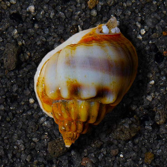 NASSARIUS SNAIL