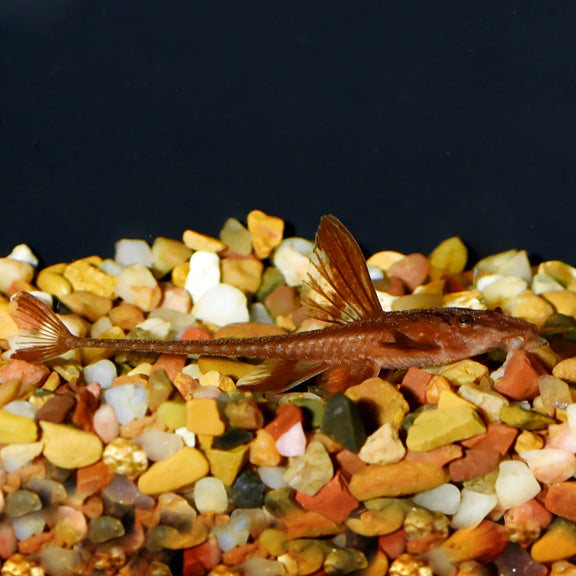 RED LIZARD CATFISH / WIPTAIL CATFISH