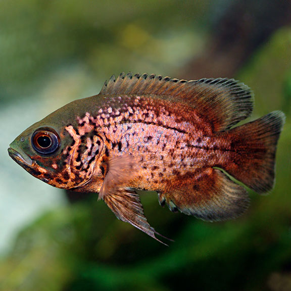 RED OSCAR CICHLID
