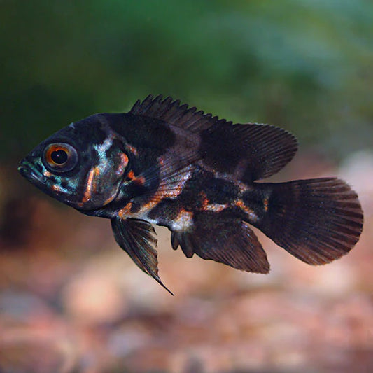 TIGER OSCAR