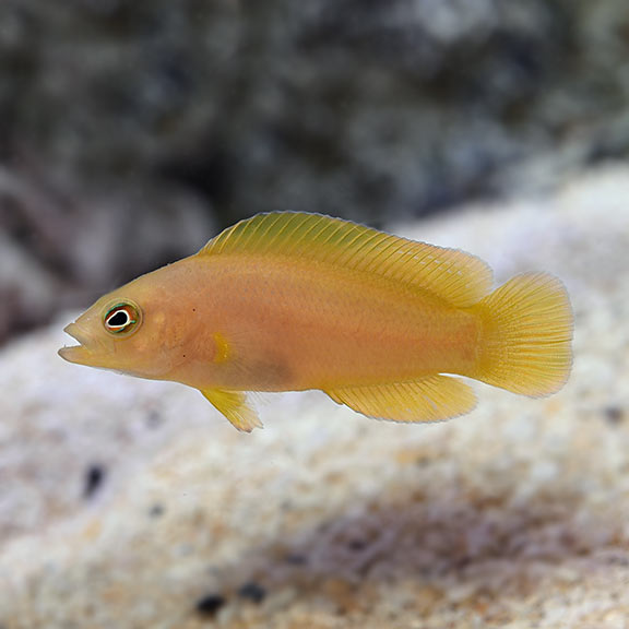 YELLOW DOTTYBACK PSEYDOCHROMIS