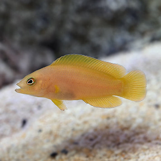 YELLOW DOTTYBACK PSEYDOCHROMIS
