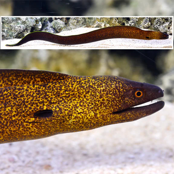 YELLOW EDGED MORAY EEL