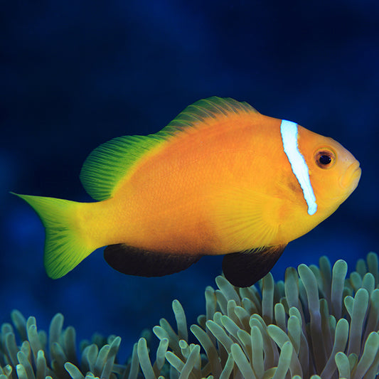 MALDIVE ANEMONEFISH