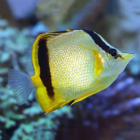 MARCELLA BUTTERFLYFISH