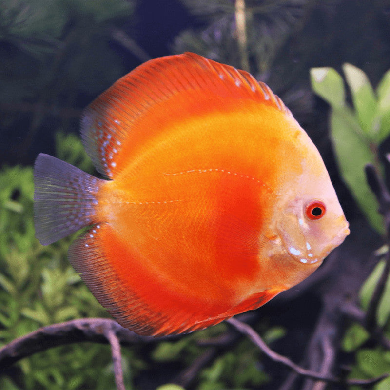 RED MARLBORO DISCUS