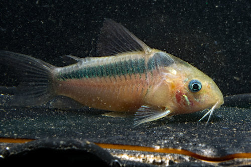 CORYDORAS RABUTI