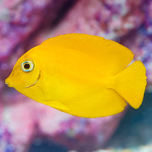 MIMIC LEMON PEEL TANG