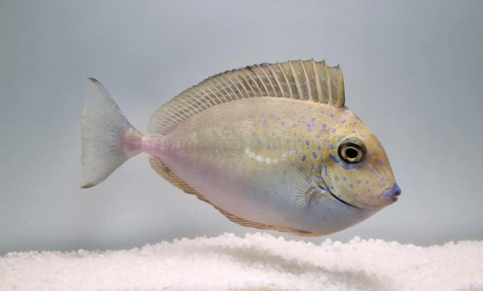 VLAMINGII TANG JUV