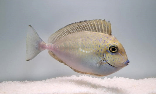 VLAMINGII TANG JUV