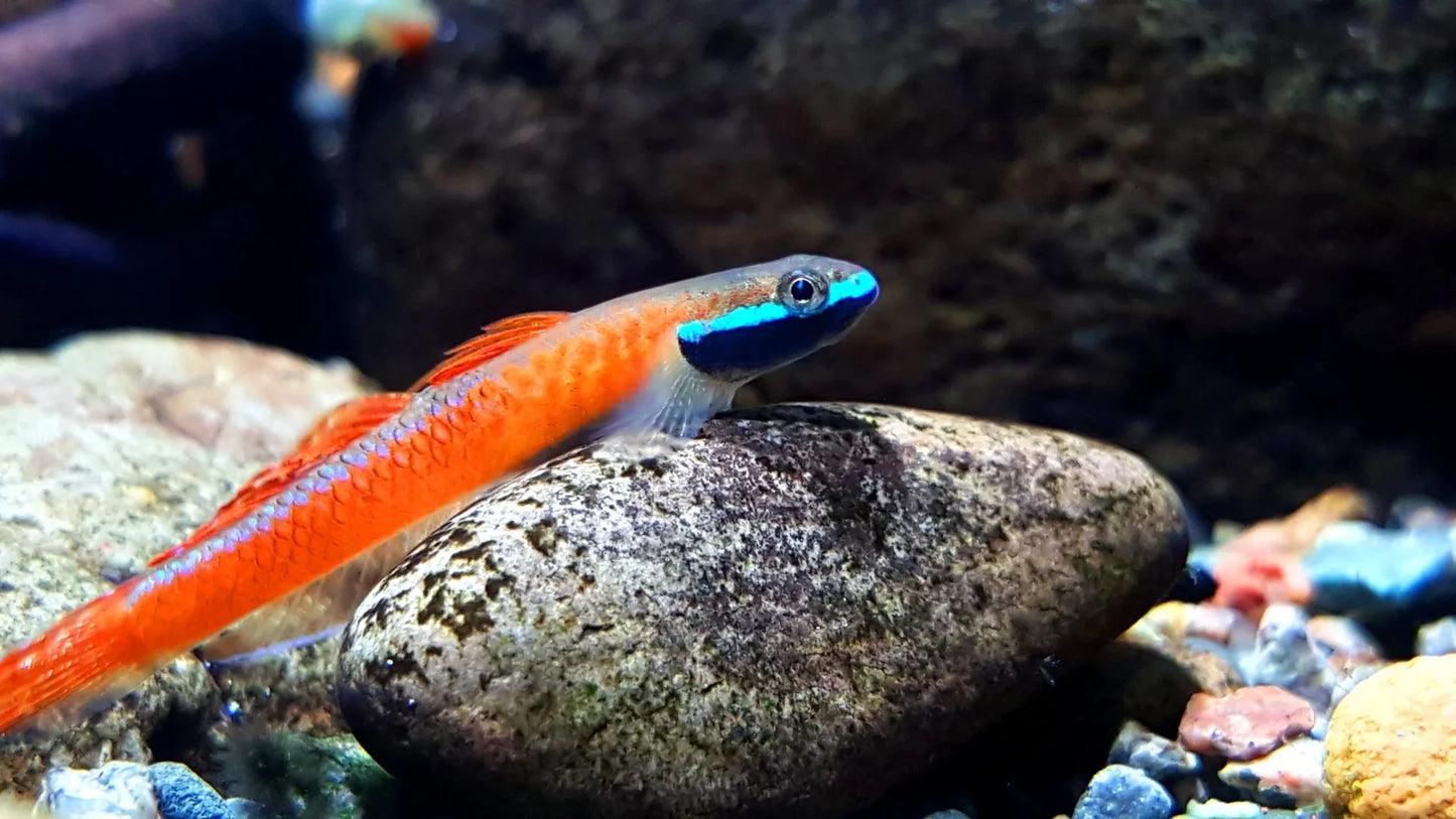 ORANGE GOBY