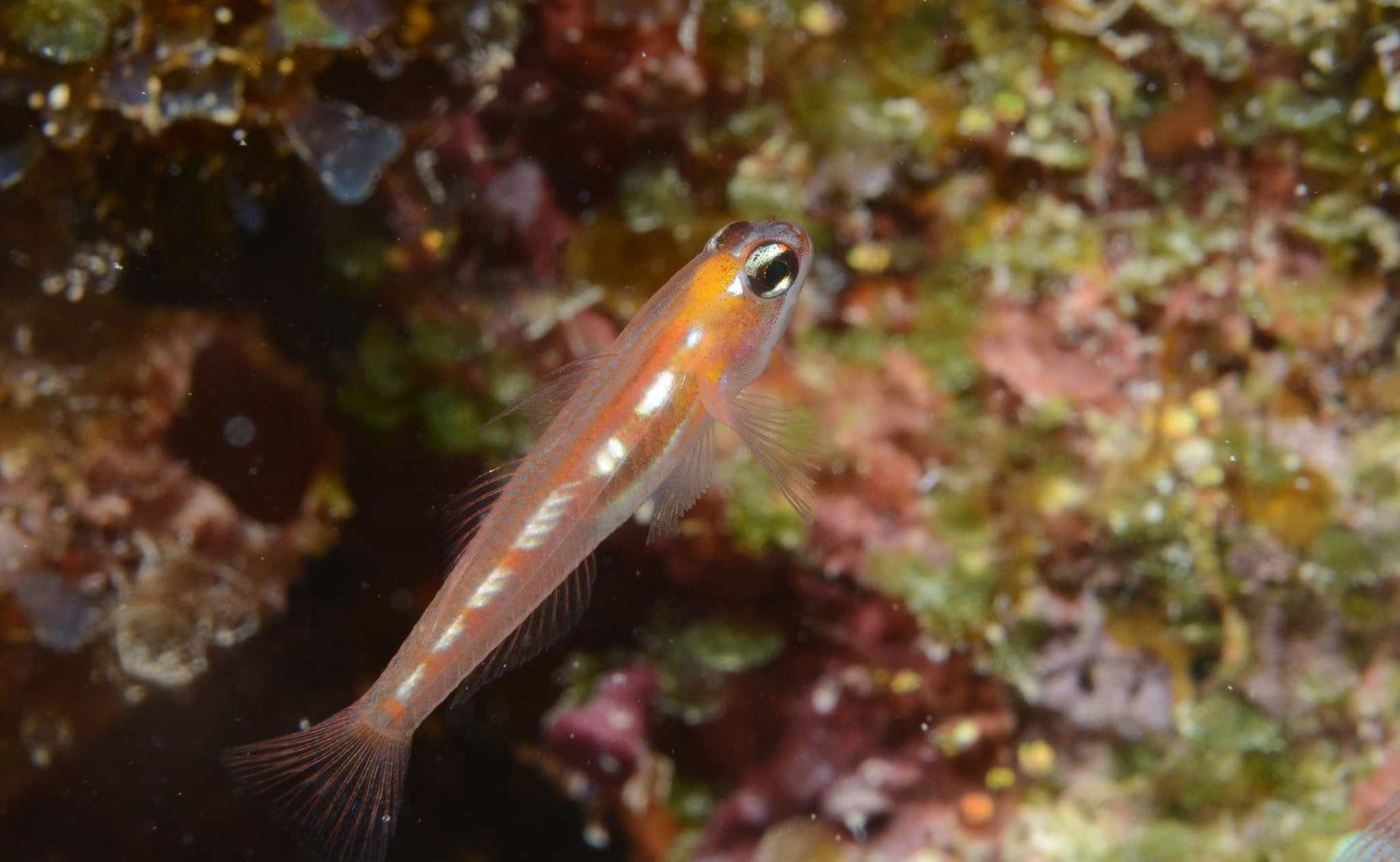 ORANGE-MARKED GOBY