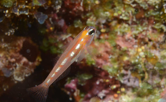 ORANGE-MARKED GOBY