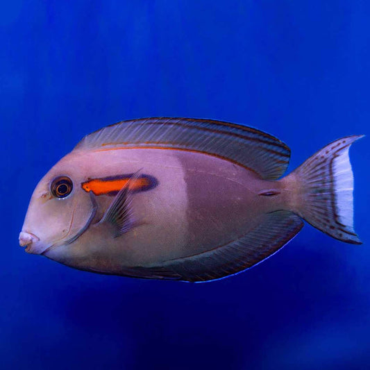 ORANGE SHOULDER TANG JUV