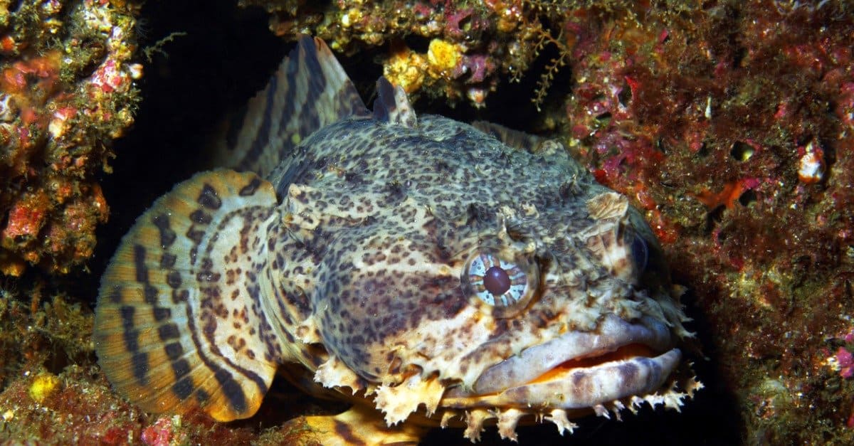 TOADFISH