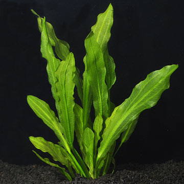 RUFFLE PLANT – Tropical Fish International