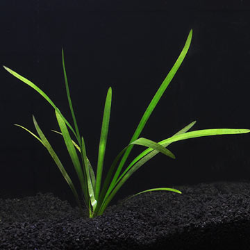 SAGITTARIA PLATYPHYLLA