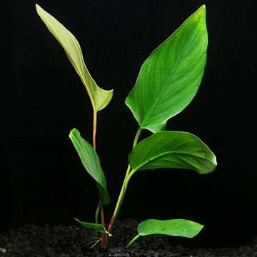 ANUBIAS HASTIFOLIA