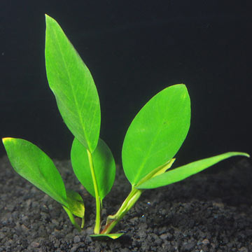 ANUBIAS CONGENSIS