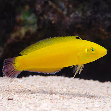 YELLOW WRASSE