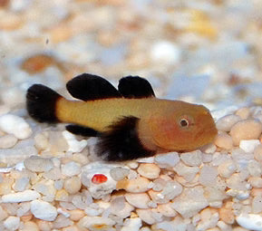 PANDA GOBY