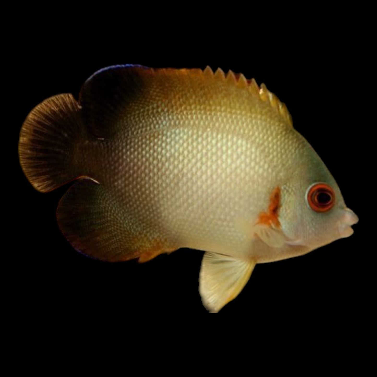 PEARL-SCALE ANGELFISH