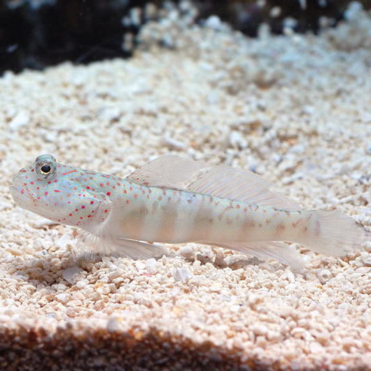 PINK SPECKLED WATCHMAN GOBY