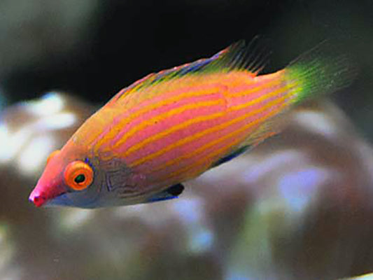 PELVIC SPOT WRASSE