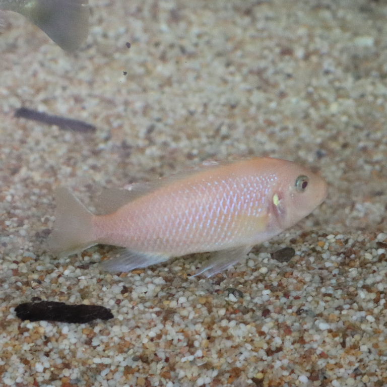 PINK ZEBRA CICHLID
