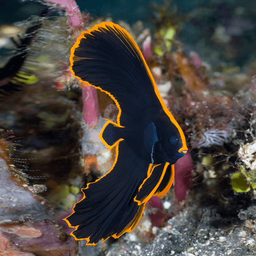 PINNATE SPADEFISH