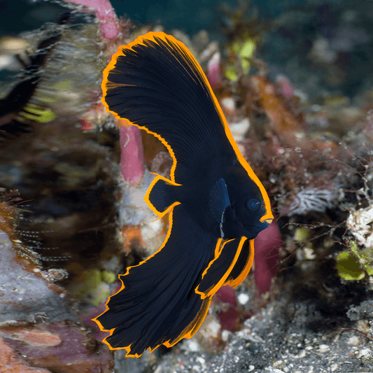 PINNATE SPADEFISH