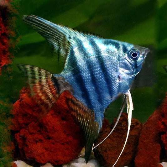 BLUE ZEBRA PINOY ANGEL
