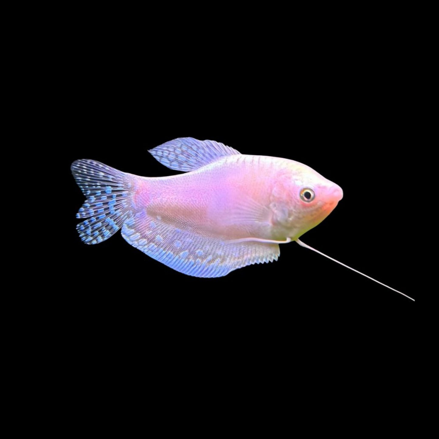 PLATINUM / SILVER GOURAMI