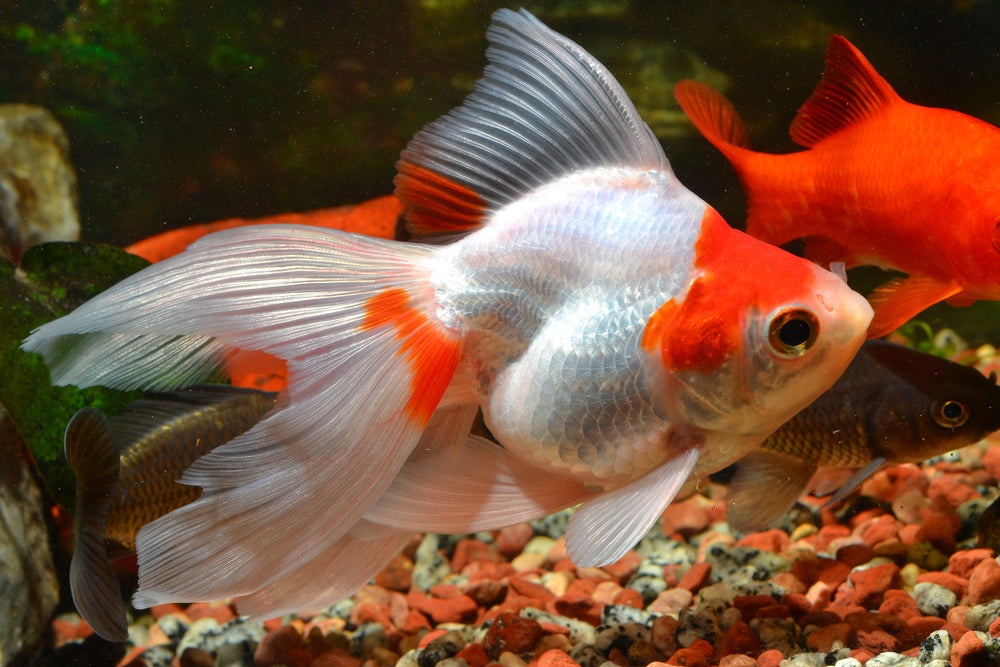 RED AND WHITE RYUKIN