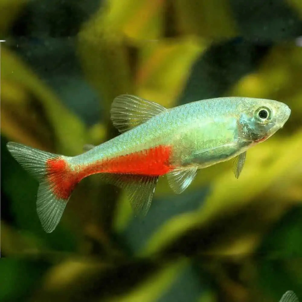 RED BELLY TETRA