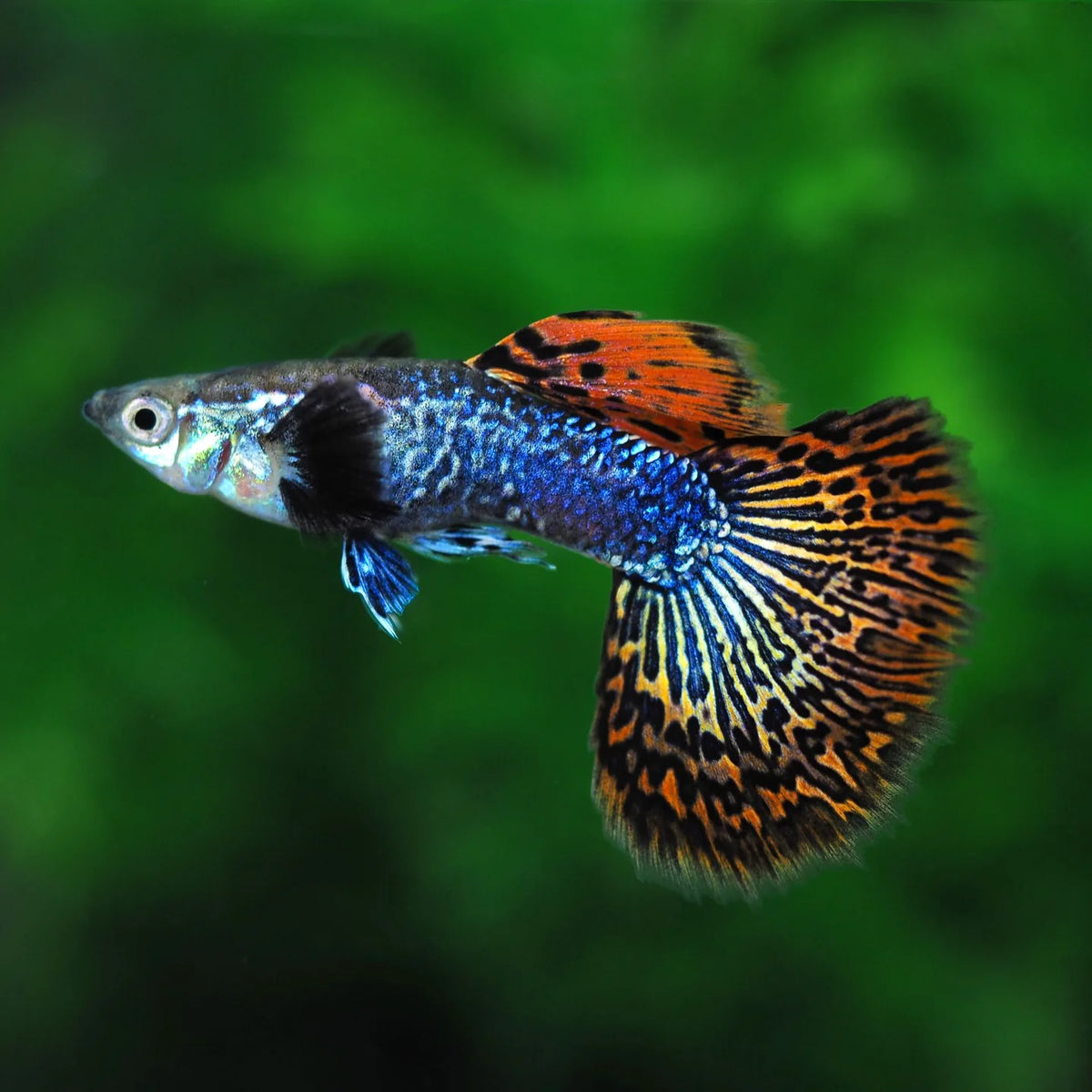 RED DRAGON GUPPY MALE