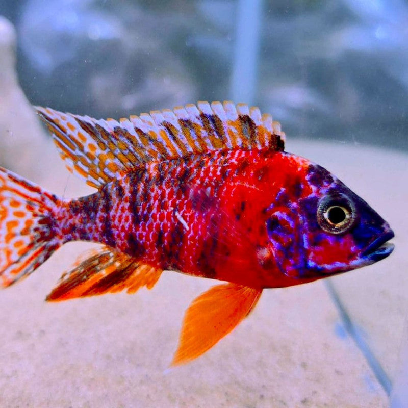 RED OB PEACOCK CICHLID