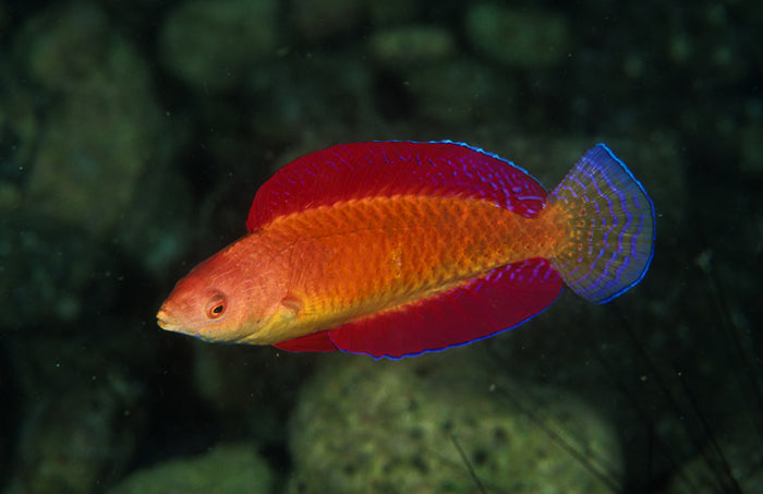 RED FIN FAIRY WRASSE