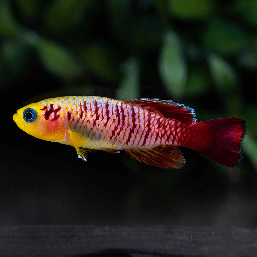 GUENTHERI KILLIFISH