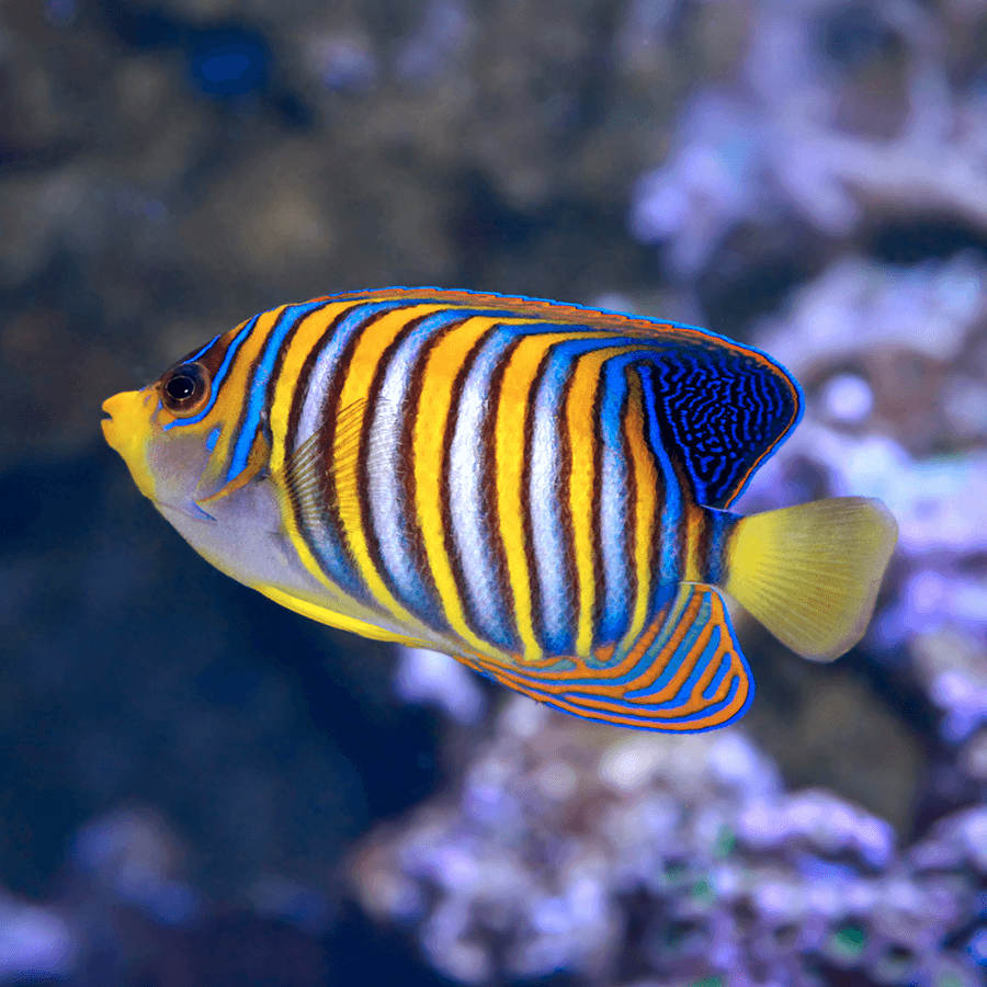 REGAL ANGELFISH