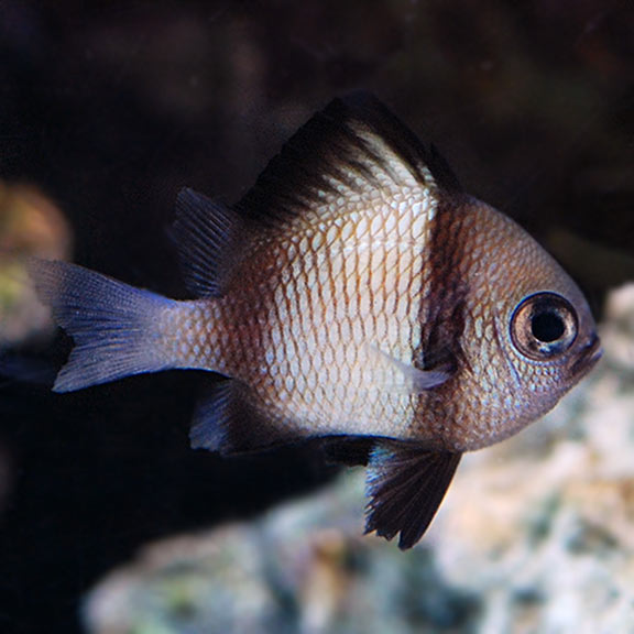 TWO STRIPE DAMSELFISH