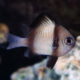 TWO STRIPE DAMSELFISH
