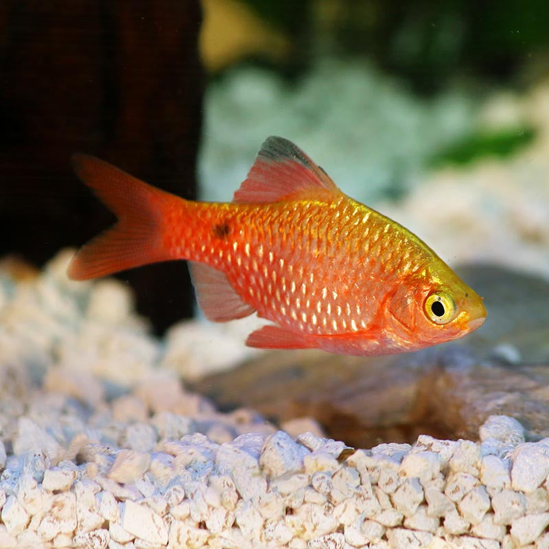 RED ROSY BARB