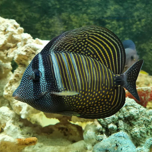 SAILFIN TANG DESJARDIN