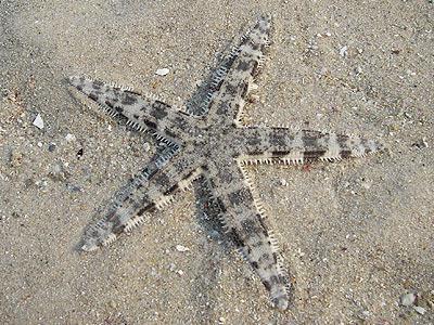 SAND SIFTING STARFISH