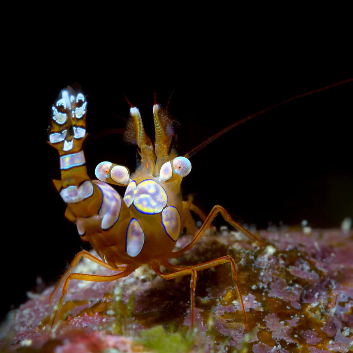 THOR SEXY SHRIMP