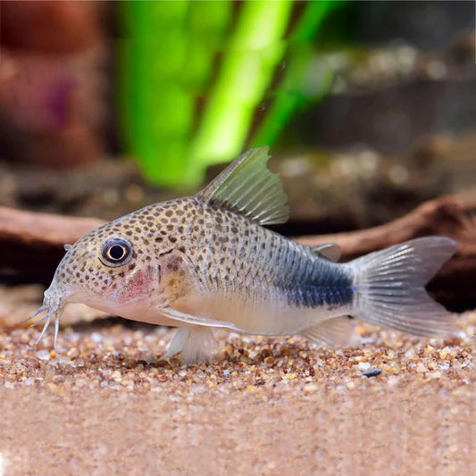 SIMILIS CORY CATFISH
