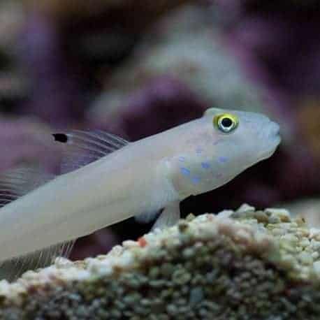 SLEEPER BLUE DOT GOBY
