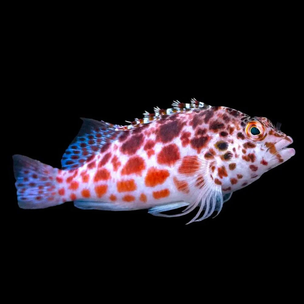 SPOTTED HAWKFISH